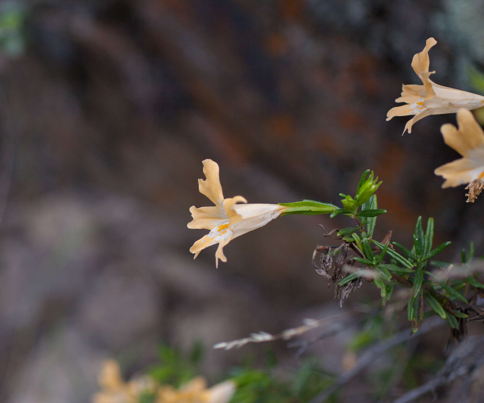 Image of Santa Lucia Mountain bush monkeyflower