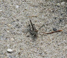 Image of Longhorn Band-wing Grasshopper