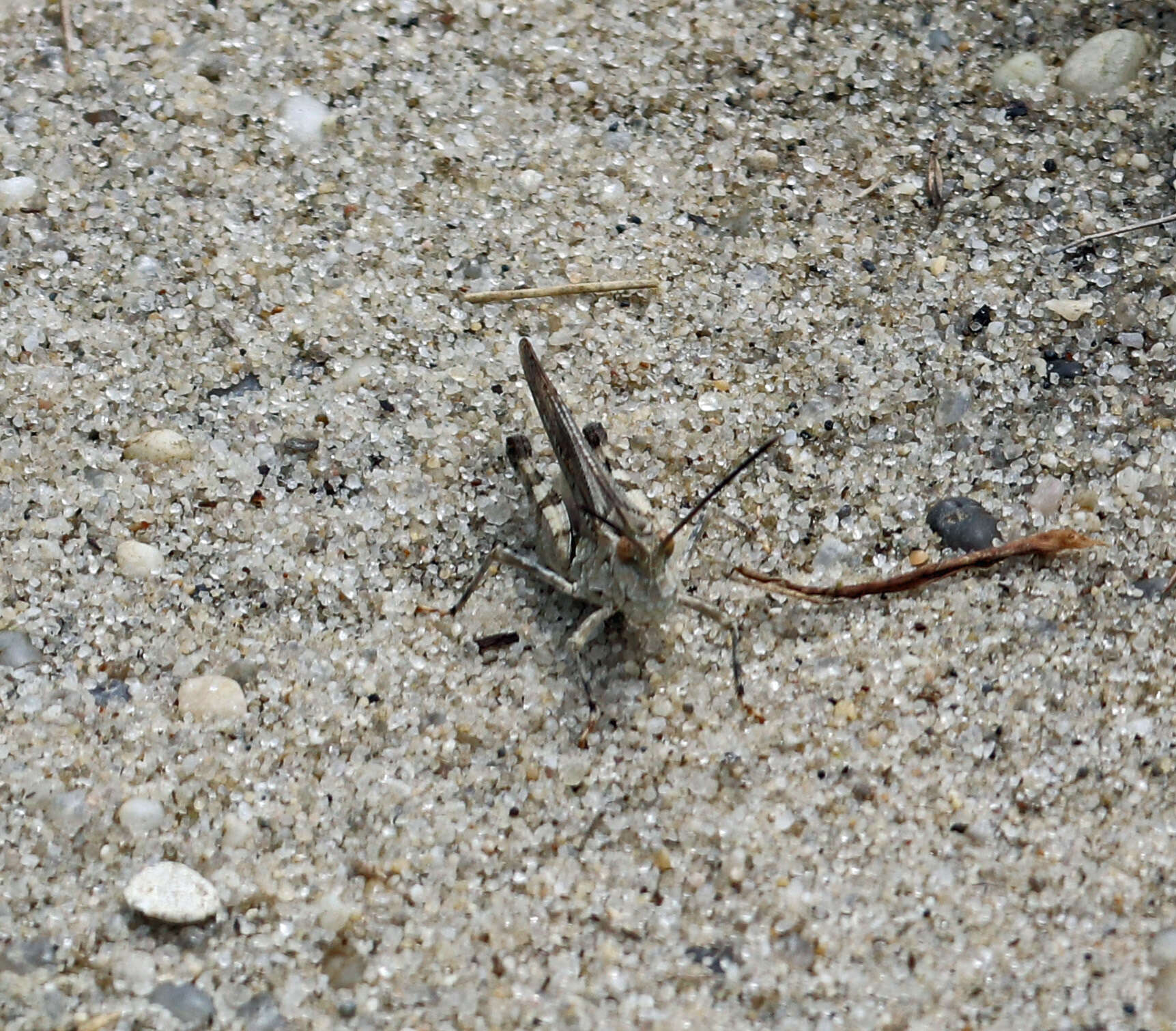 Image of Longhorn Band-wing Grasshopper