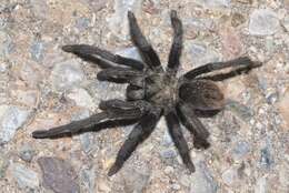 Image of Tuscan Bronze Tarantula