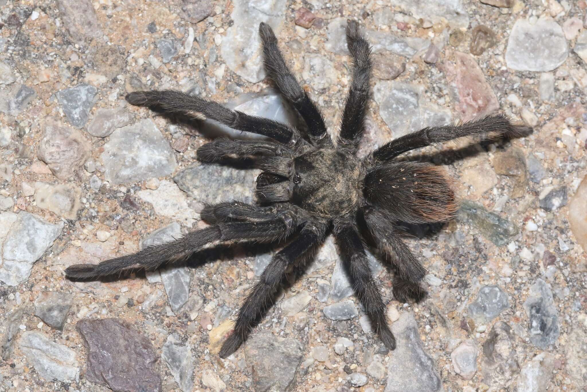 Image of Tuscan Bronze Tarantula