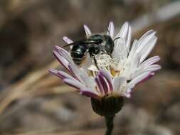 Image of Osmia coloradensis Cresson 1878