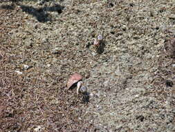 Image of Atlantic sand fiddler