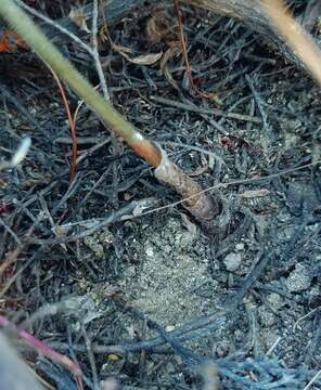 Image of Albuca acuminata Baker