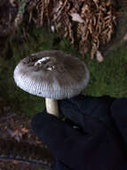 Image of Amanita vaginata (Bull.) Lam. 1783