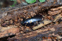 Image of Panesthia angustipennis (Illiger 1801)