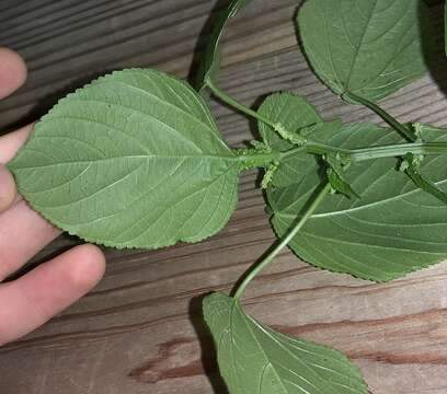 Sivun Acalypha setosa A. Rich. kuva