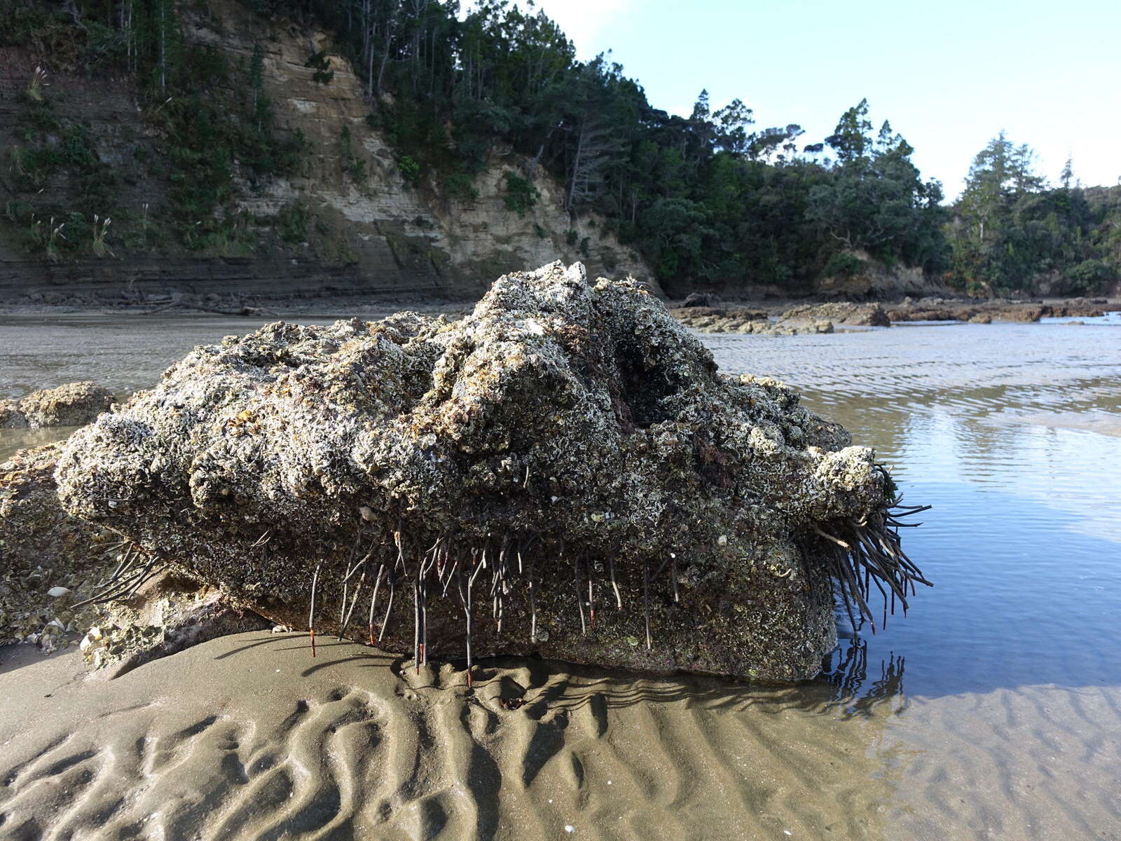 Image of European fan worm