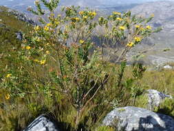 Image of <i>Liparia myrtifolia</i>