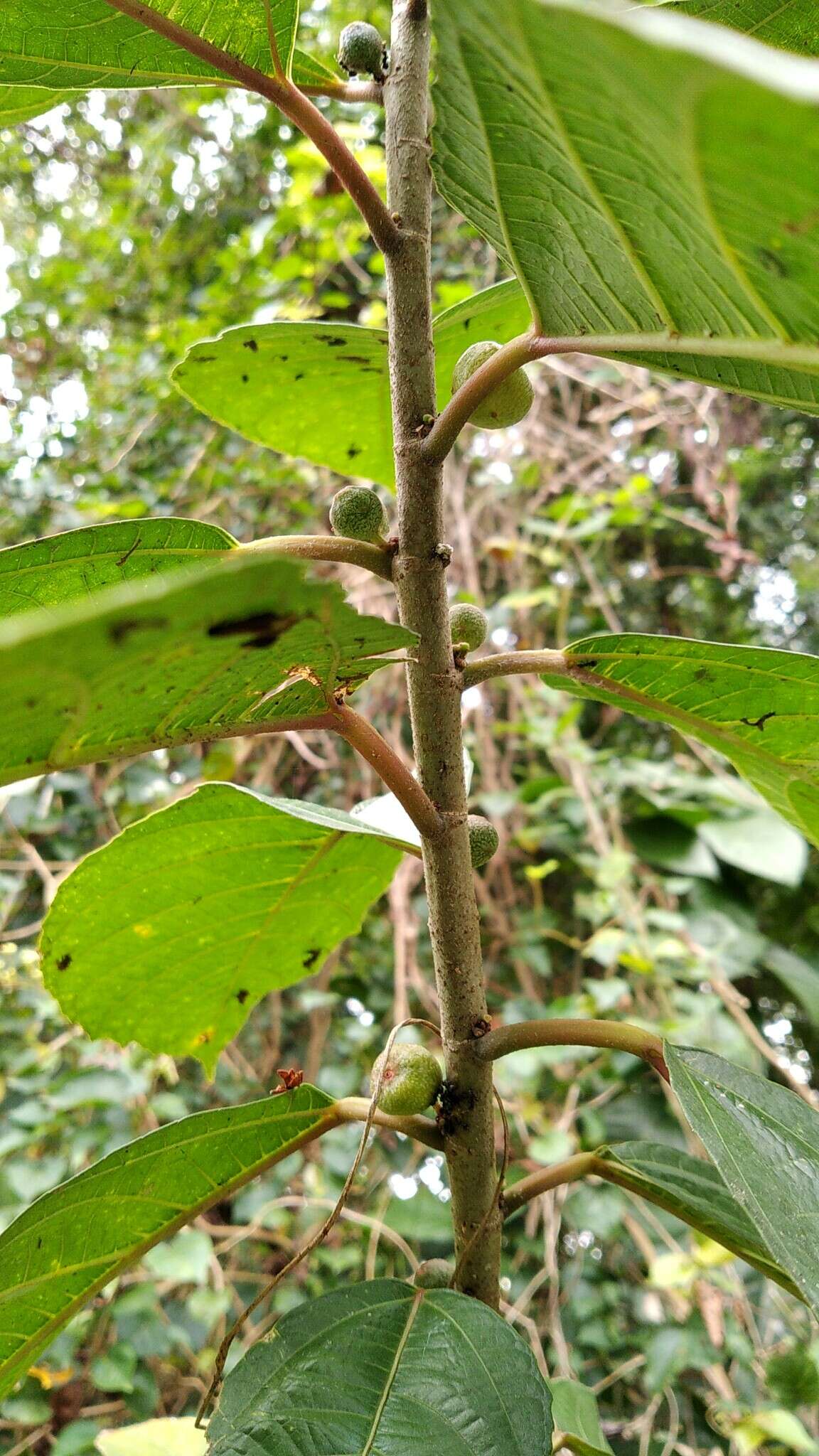 Image of oakleaf fig