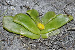 Image of Glottiphyllum depressum (Haw.) N. E. Br.