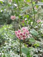 Image of Hoya diversifolia Bl.