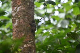 Imagem de Microsciurus J. A. Allen 1895