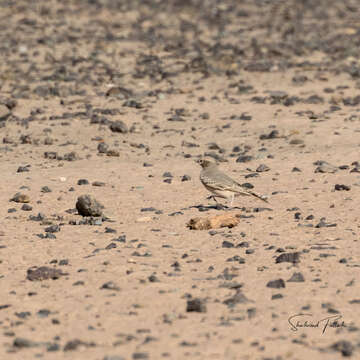 Image of Bar-tailed Desert Lark