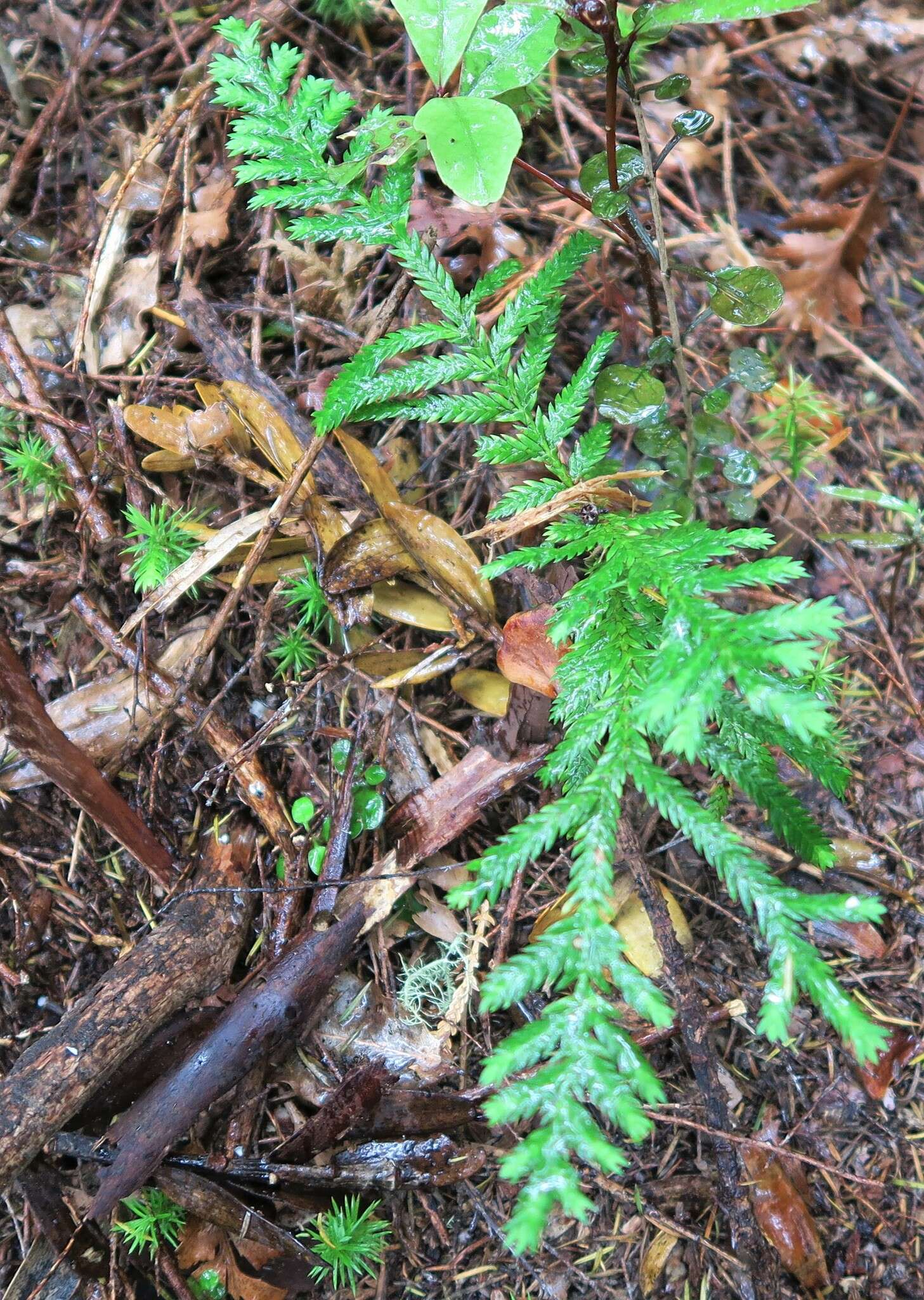 Plancia ëd Libocedrus plumosa (D. Don) Sarg.