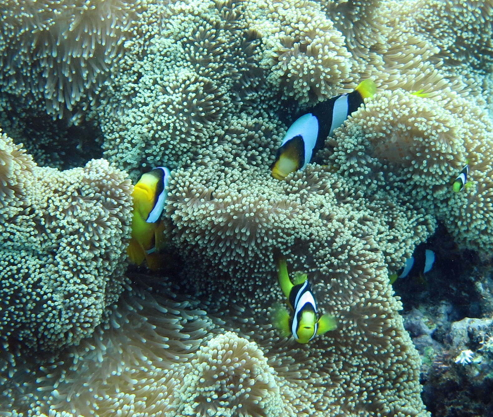 Plancia ëd Amphiprion clarkii (Bennett 1830)