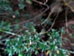 Image of Gasteracantha kuhli C. L. Koch 1837