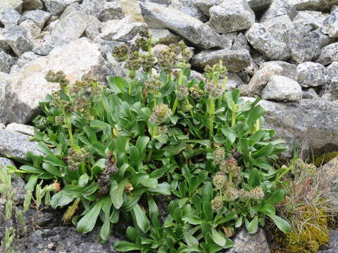 Image of Valeriana nivalis Wedd.