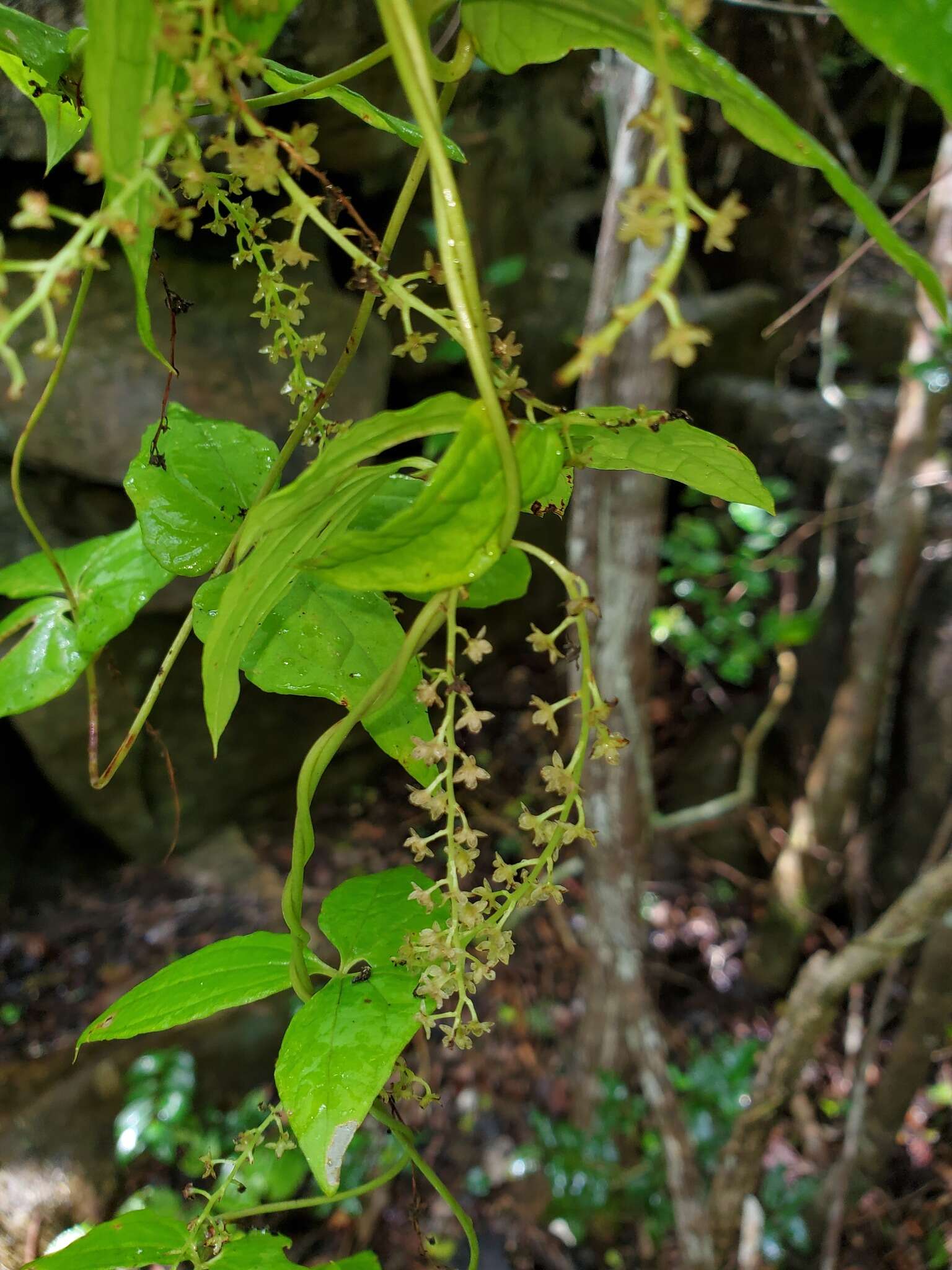 Image of Dioscorea bemarivensis Jum. & H. Perrier