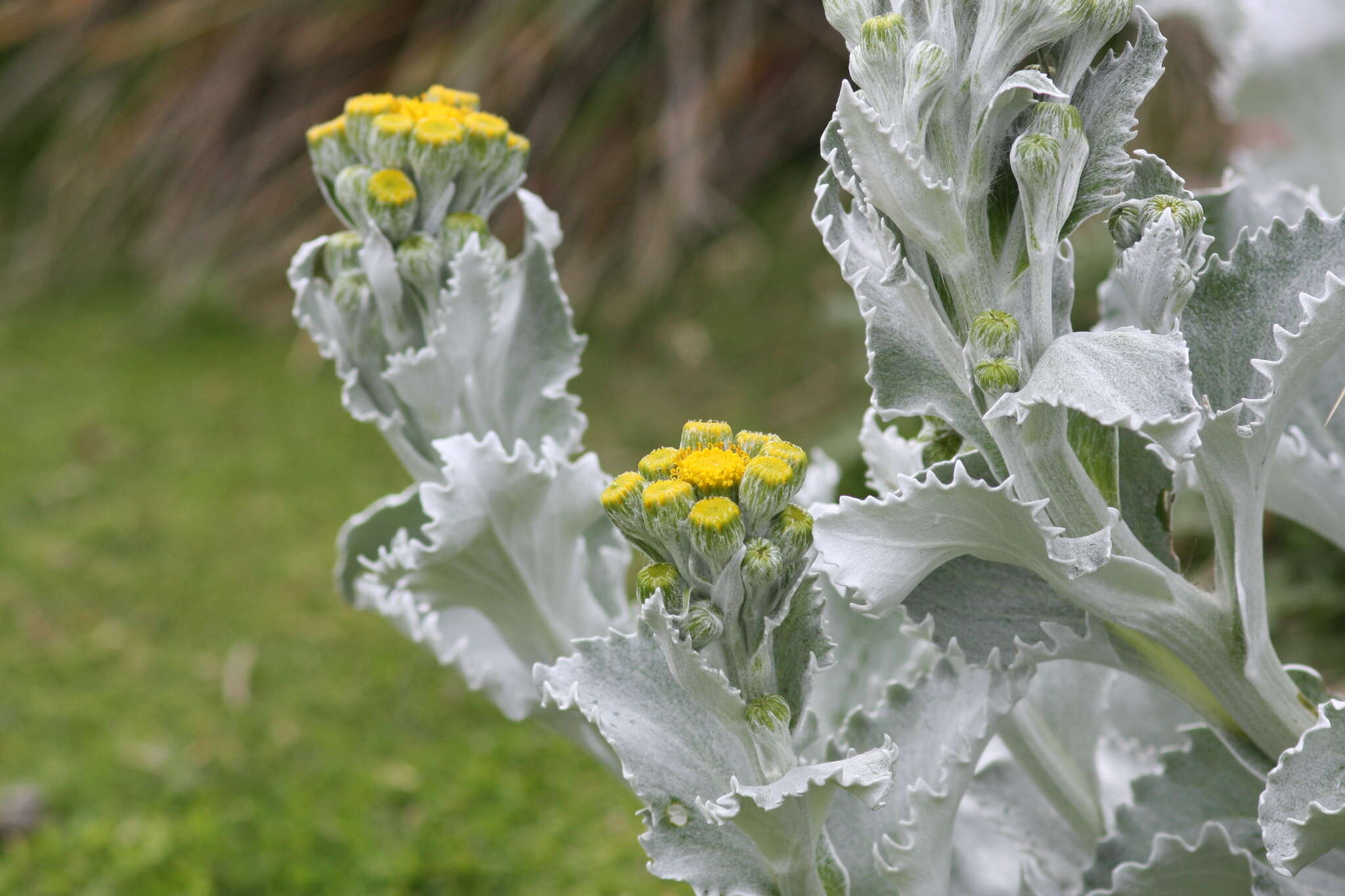 Plancia ëd Senecio candidans DC.