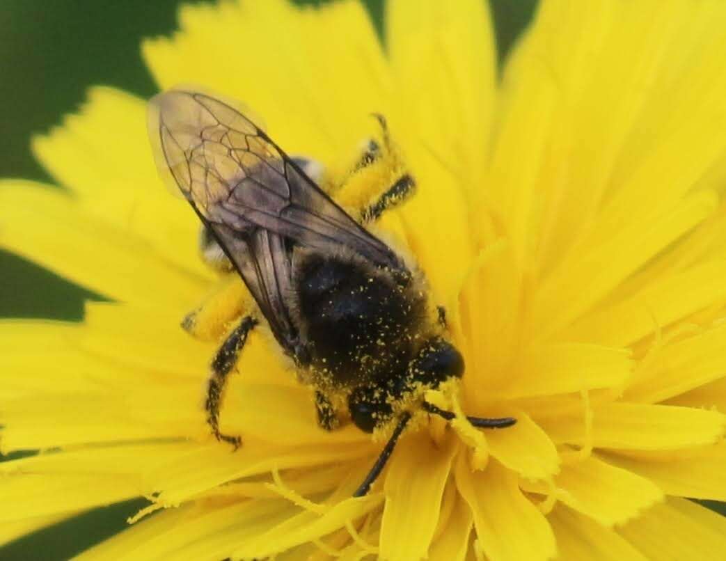 Image of Colletes compactus compactus Cresson 1868