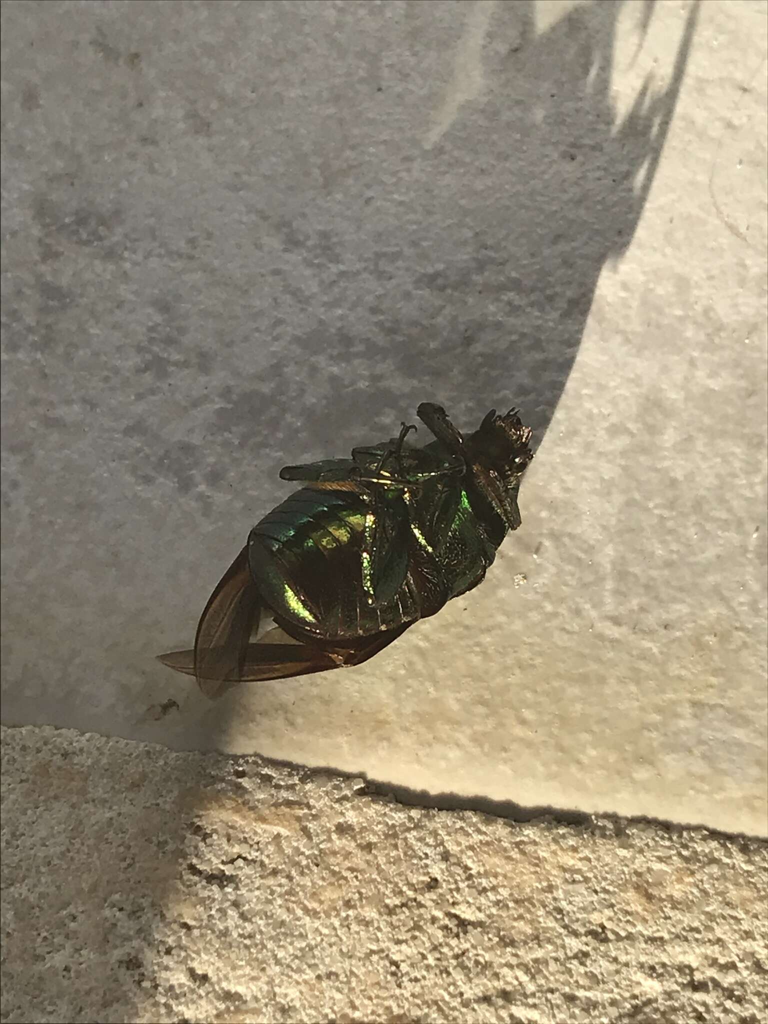 Image of emerald beetle