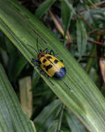 Image of Alurnus ornatus Baly 1869