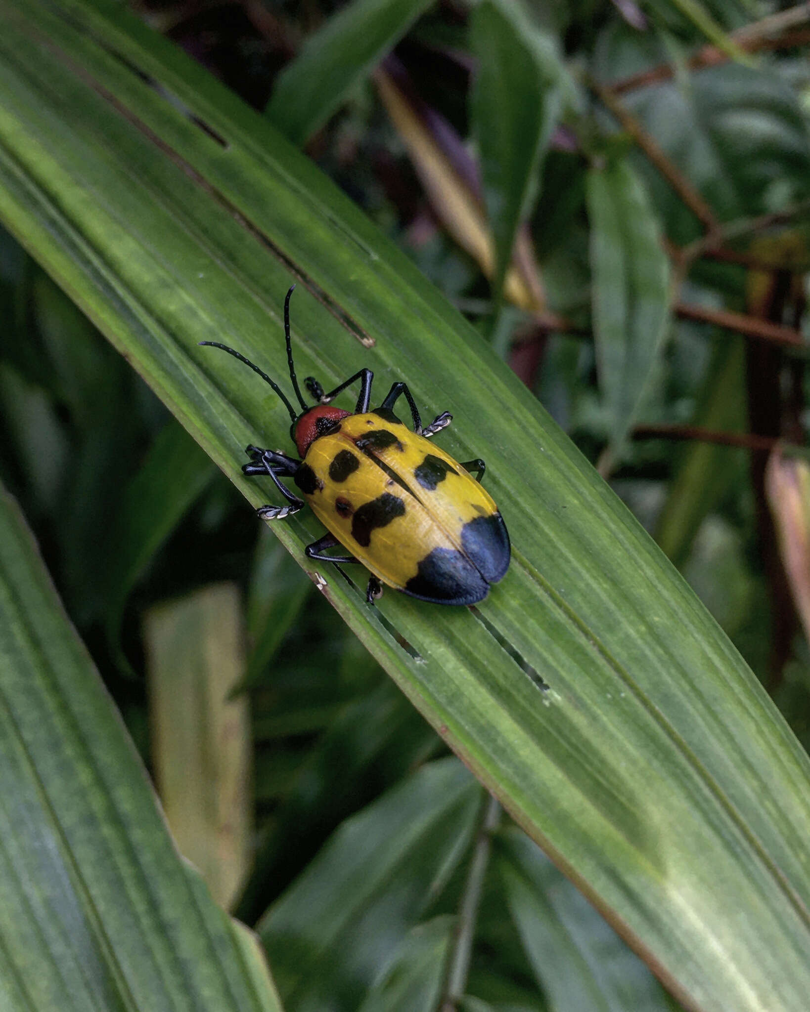 Image of Alurnus ornatus Baly 1869