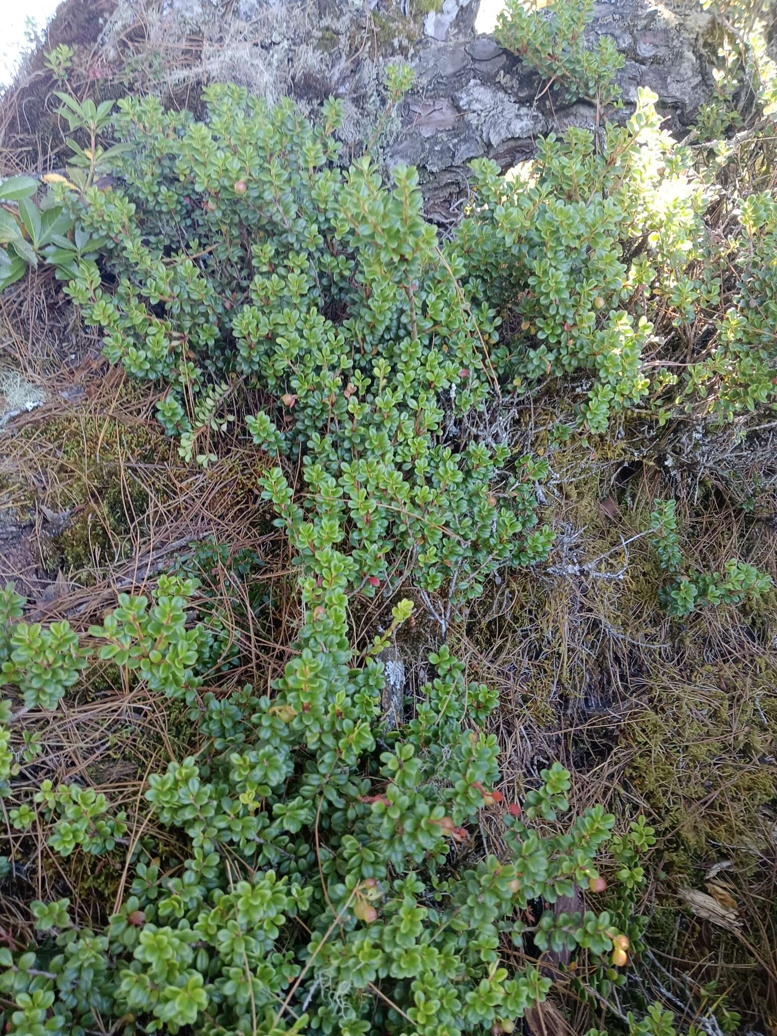 Image of Vaccinium delavayi subsp. merrillianum (Hayata) R. C. Fang