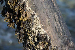 Image of Acorn barnacle