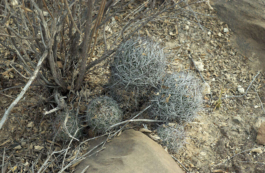 Image of Coryphantha pseudoechinus Boed.