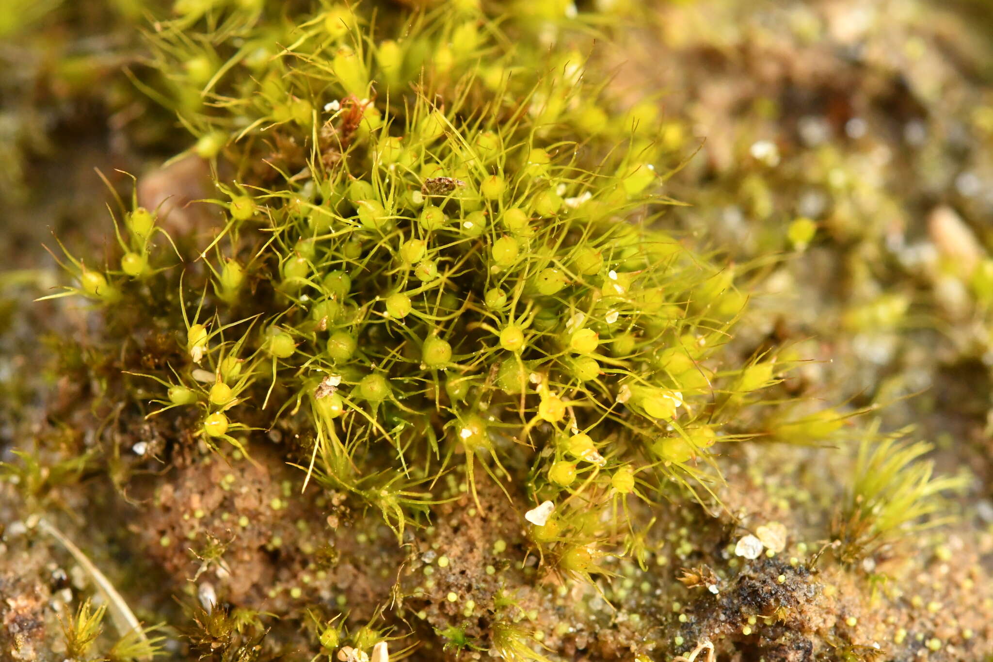 Image of acuminate pleuridium moss