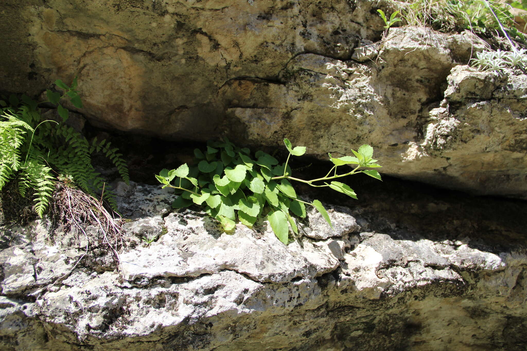 Image of Campanula pendula M. Bieb.