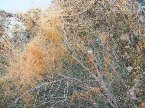 Image of chaparral dodder