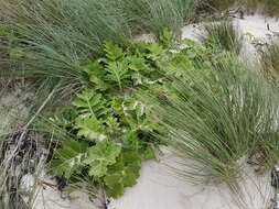 Plancia ëd Sonchus grandifolius T. Kirk