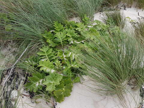 Sivun Sonchus grandifolius T. Kirk kuva