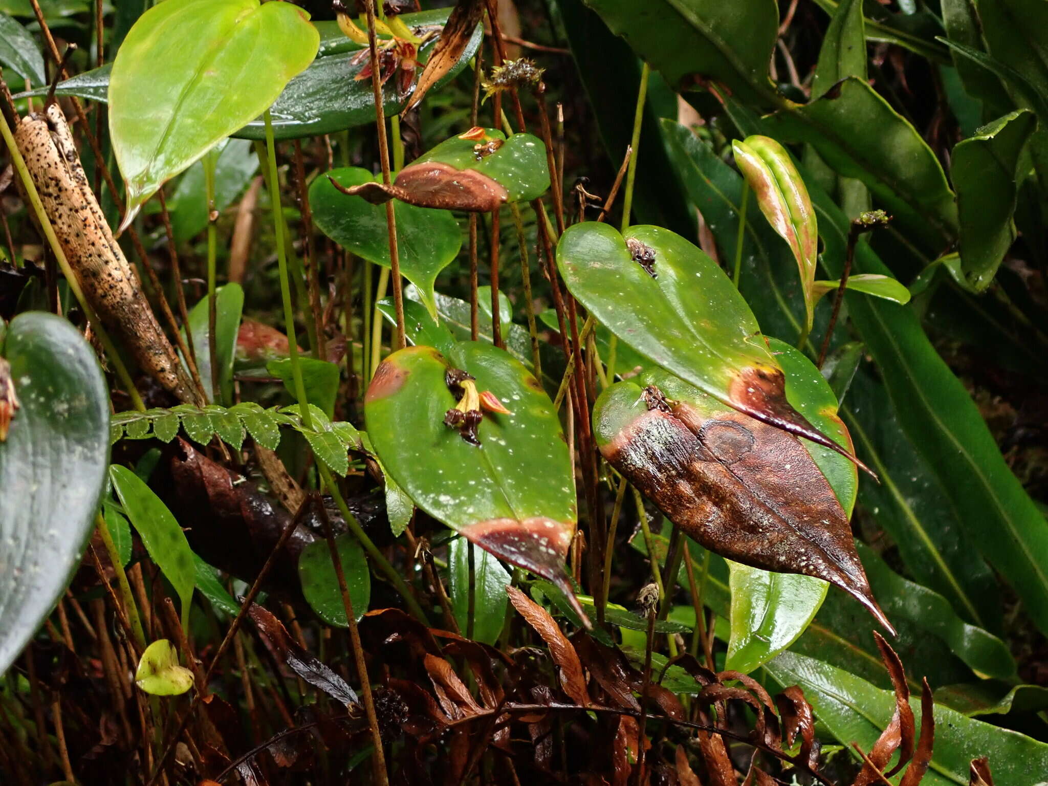 Image of Pleurothallis coriacardia Rchb. fil.