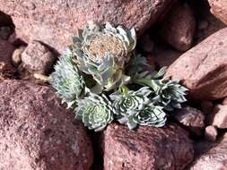 Image de Moschopsis leyboldii Phil.
