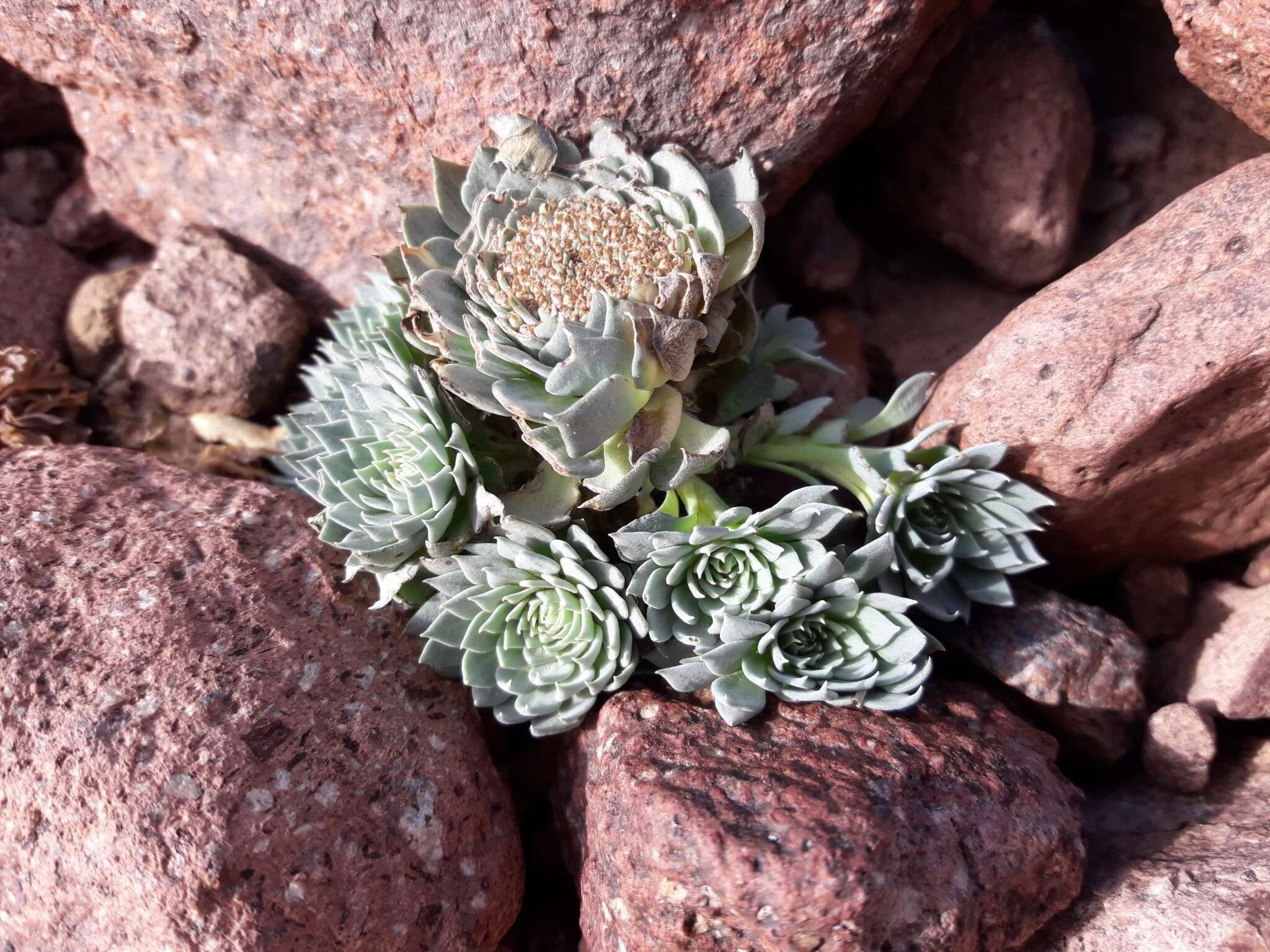 Image de Moschopsis leyboldii Phil.