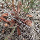 Image of Limonium bellidifolium (Gouan) Dumort.