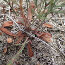 Plancia ëd Limonium bellidifolium (Gouan) Dumort.