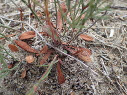 Image of Limonium bellidifolium (Gouan) Dumort.