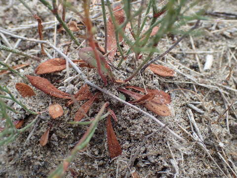 صورة Limonium bellidifolium (Gouan) Dumort.