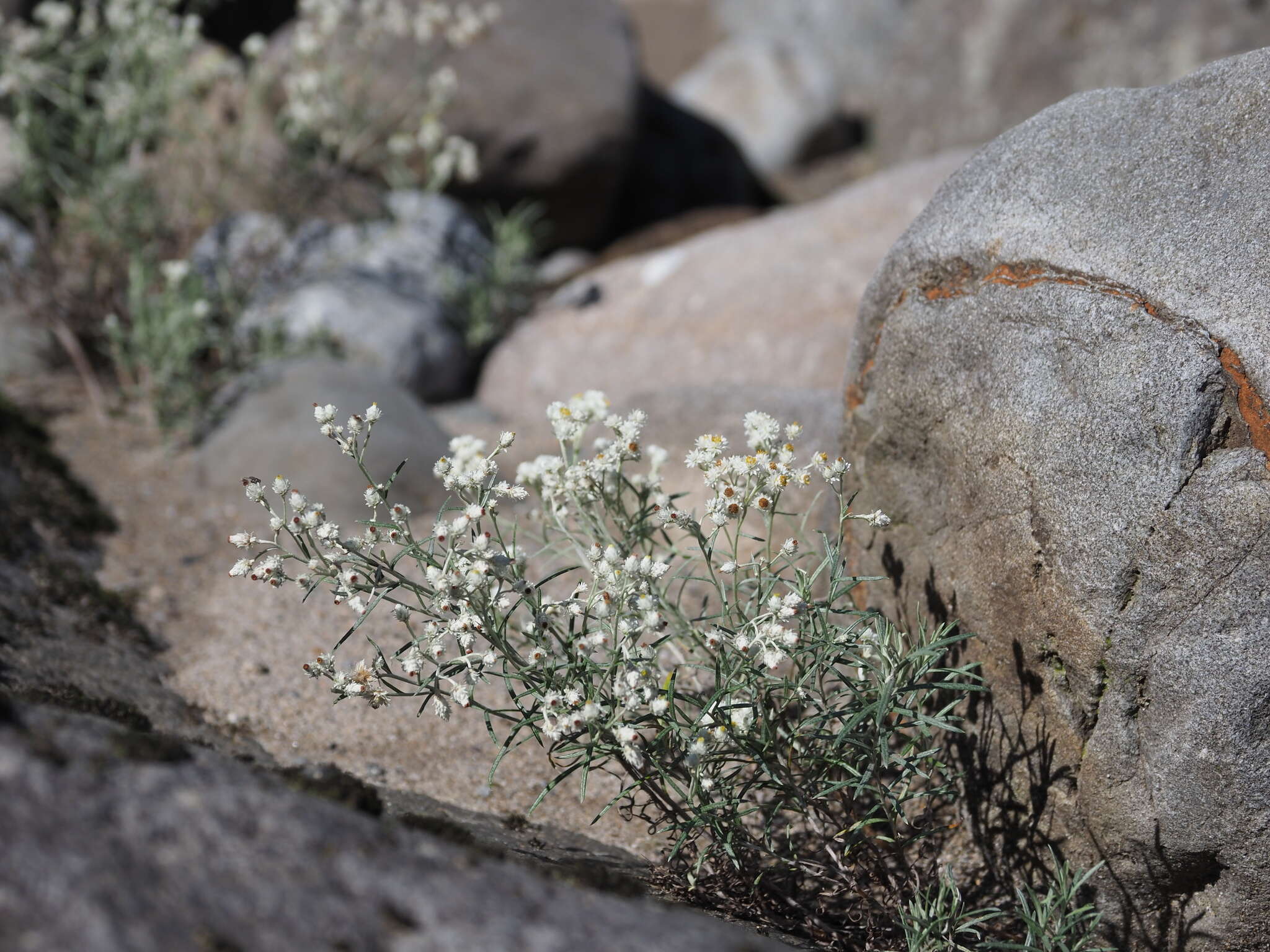 Plancia ëd Anaphalis margaritacea var. yedoensis (Franch. & Sav.) Ohwi