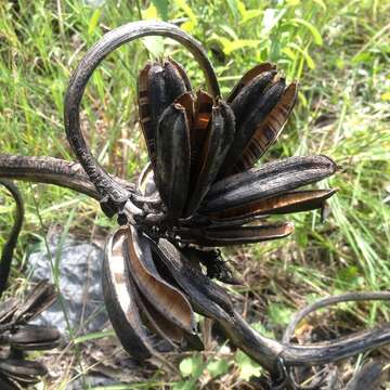 Image of Agave potatorum Zucc.