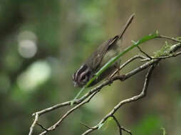 Basileuterus melanotis Lawrence 1868 resmi