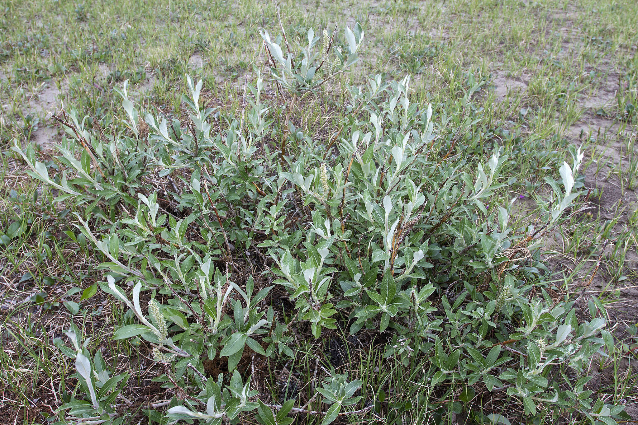Image of Salix alaxensis var. alaxensis