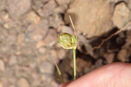 Image of Carex boelckeiana Barros