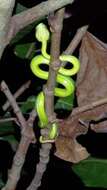 صورة Trimeresurus stejnegeri stejnegeri K. P. Schmidt 1925