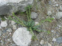 Image of Cerinthe glabra subsp. caucasica E. Hadac ex A. I. Galushko